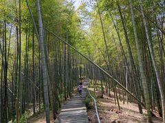 -宁波浙东大竹海景区