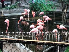 -清迈夜间动物园