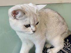 -平行世界·猫咖(首经贸店)