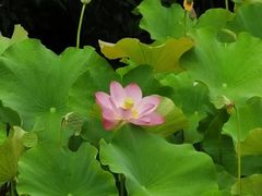 -贵阳市花溪国家城市湿地公园