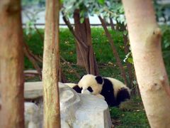 -成都大熊猫繁育研究基地