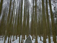 -武陵山森林公园