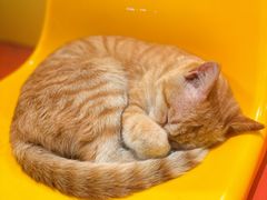 -芝士计划·炸鸡(萝岗万达广场店)