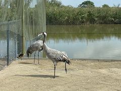 -盐城丹顶鹤湿地生态旅游区