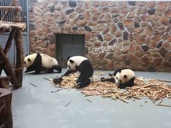 国宝-成都大熊猫繁育研究基地