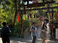 -西双版纳原始森林公园