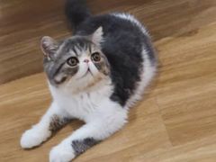 -滚猫咖啡·猫咖·猫友好撸猫(未来城店)