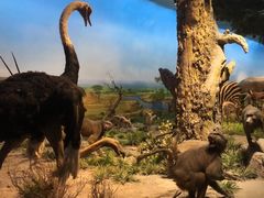 -国家自然博物馆