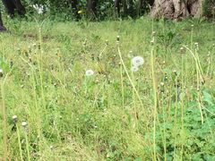 -北海道厅旧本厅舍(旧本庁舎)