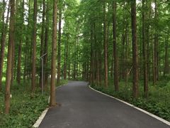 -东平国家森林公园