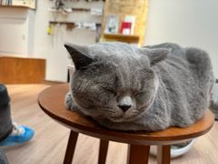 -有猫主题·治愈系猫咖(曾厝垵店)