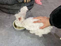 -神奇动物撸宠馆·羊驼·小浣熊·异宠(豫园店)