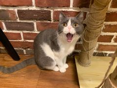 -猫友咖啡店(玉林西路店)