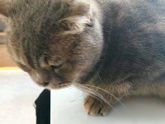 -喵园·猫主题咖啡厅·撸猫·猫咖(国贸店)