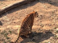 -大连森林动物园