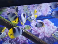 -烟台海昌鲸鲨海洋公园