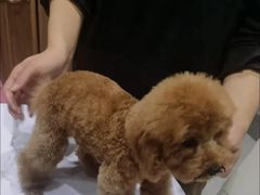 -心仪动物医院·牙专科·肿瘤·心脏科(西客站院)