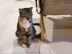 -平行世界·猫咖(首经贸店)