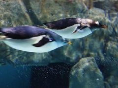 -成都浩海立方海洋公园