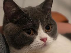 -袖虎·猫馆(体育西路店)