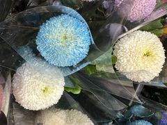 -溪岸路花鸟市场