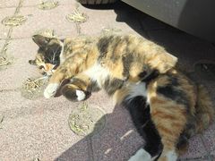 -北京三元桥丰田汽车销售服务有限公司(左家庄店)