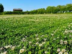-池杉湖湿地公园