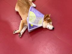 -和它·交个朋友·狗咖猫咖(爱琴海店)