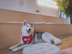 -Husky Go! 哈士奇体验馆·宠物咖啡厅狗咖