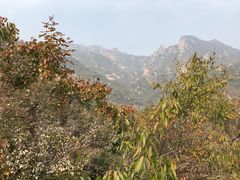 -大岭沟猕猴桃谷风景区