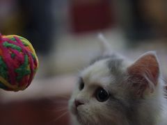 -momokira米努特·德文卷毛猫·棉花面纱犬