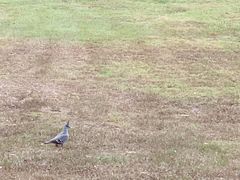 -布里斯班南岸公园