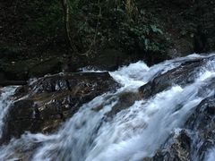 -莫里热带雨林景区
