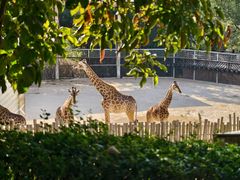 -泉州海丝野生动物世界