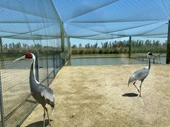 -盐城丹顶鹤湿地生态旅游区