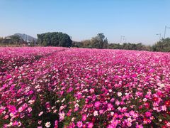 -田园东方蜜桃村的田野营地