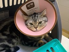 -瑞派天宁宠物医院·猫科·异宠中心