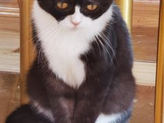 -Sweet cat·星愿猫咖(国贸大厦店)