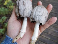 -叠溪松坪沟景区