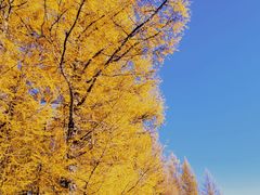 -塞罕坝国家级自然保护区