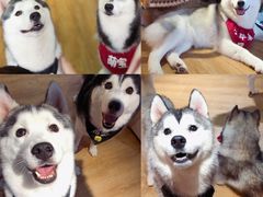 -Husky Go! 哈士奇体验馆·宠物咖啡厅狗咖