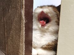 -瞄一喵猫咖(格力海岸店)