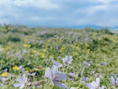 -赛里木湖风景名胜区