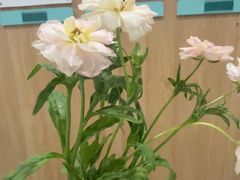 -谐和益家动物医院·免疫绝育·血液透析·宠保定点医院(高新伊藤分院)