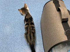 -美联众合动物医院(·中兽医·疑难杂症·严家桥分院)