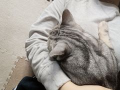 -猫猫幼稚园·撸猫·桌游·电玩