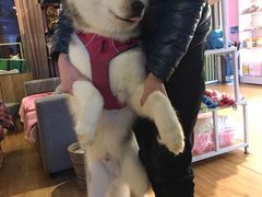 -小呆的宠物店·宠物售卖·宠物寄养(城西店)