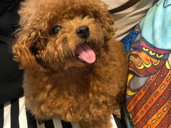 -more than meow吴止猫主题餐厅(承德 中船汇店)