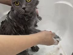 -爱洗澡的猫(望京店)