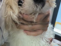 -博特宠物医院24h犬猫全科.骨科·异宠